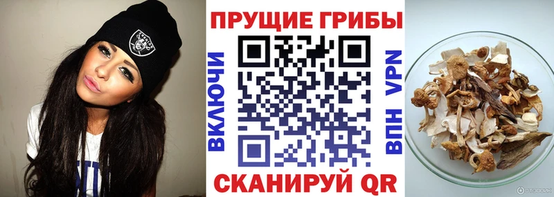 Псилоцибиновые грибы мицелий  купить   Щучье 